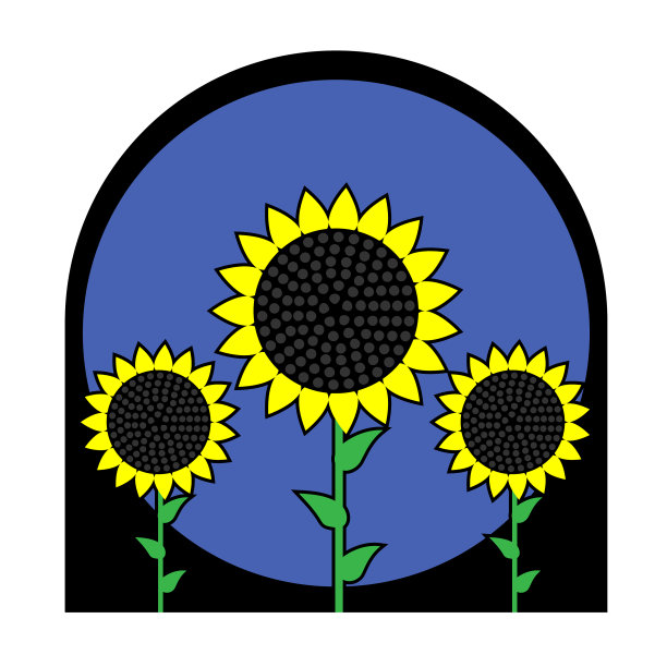 三朵向日葵在一个白色孤立的框架上图片下载