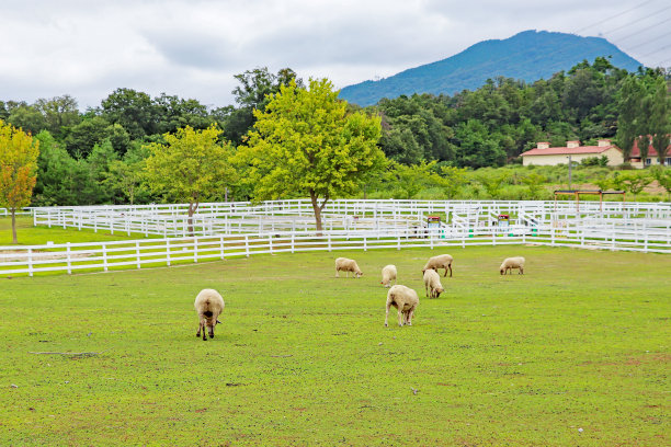 绵羊在农场的草原上图片下载
