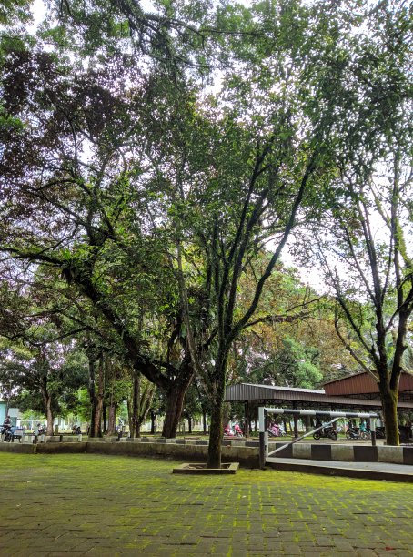 我的校园里的树图片下载