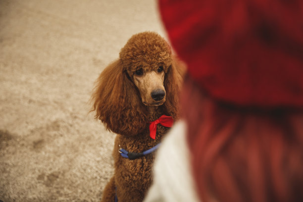 狮子狗看着他的主人图片下载