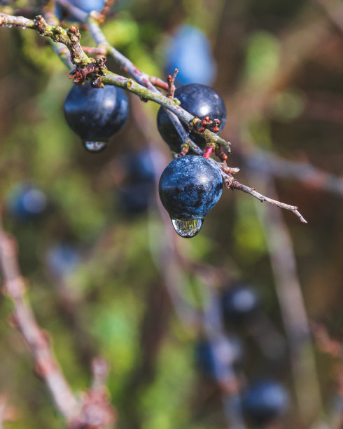 一种长有蓝色浆果的黑刺李树(黑刺李树)图片下载