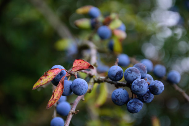 一种长有蓝色浆果的黑刺李树(黑刺李树)图片下载