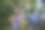 一种长有蓝色浆果的黑刺李树(黑刺李树)图片下载