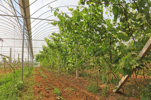 温室里的葡萄幼苗图片下载