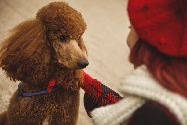 狮子狗喜欢被主人宠爱图片下载