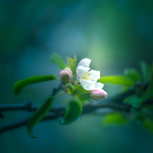 一棵美丽的苹果树在春天开花。老果园风景与开花的果树树枝。软焦点图片。图片下载