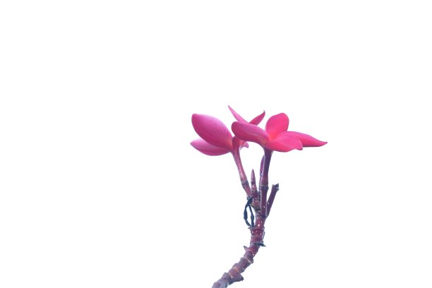 一束美丽的粉红色鸡蛋花盛开在植物园的白色孤立的背景图片下载