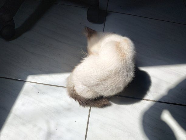 猫舔自己图片下载