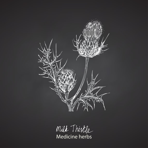 设置手绘牛奶蓟，生活和花在白色孤立在黑板背景。复古的平面设计。植物素描、版画风格。向量。图片下载