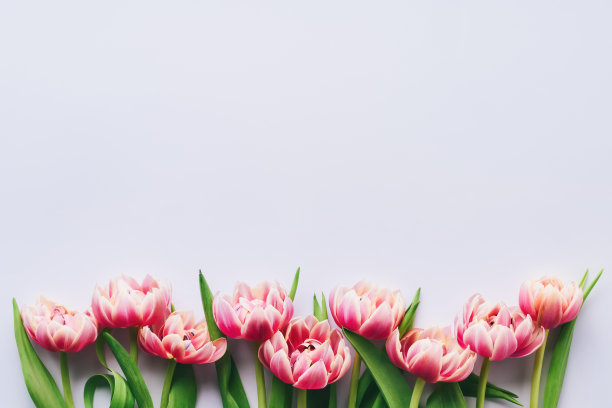 粉红色的郁金香花在淡紫色的背景上。情人节，母亲节和生日庆祝概念。图片下载