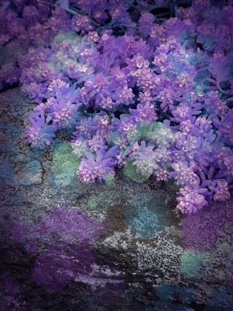 自然的照片背景图片下载