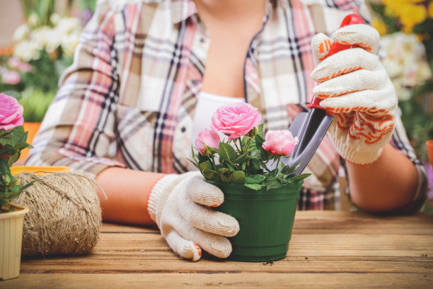 女人的手在盆栽一些植物图片下载