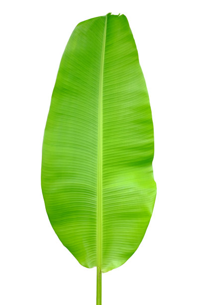 在白色背景上孤立的香蕉叶图片下载