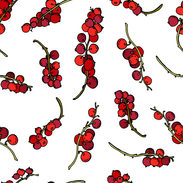 手绘红醋栗在白色的背景图片下载