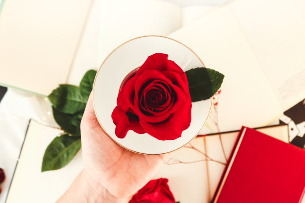 红玫瑰和打开的书。图片下载