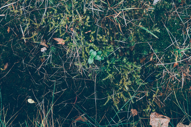 秋叶草图案，古典单色穆迪深色艺术花卉照片图片下载