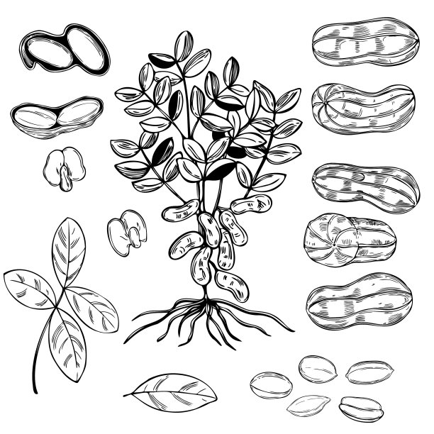 手绘坚果素描图片下载