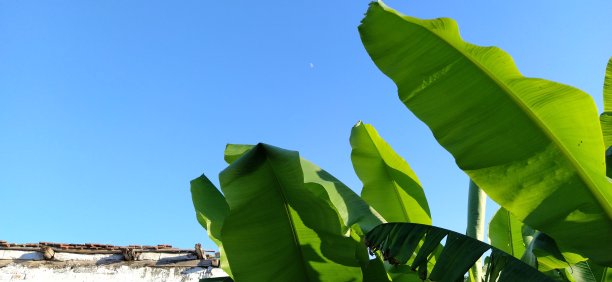 香蕉的叶子和茎。热带植物的背景图片下载