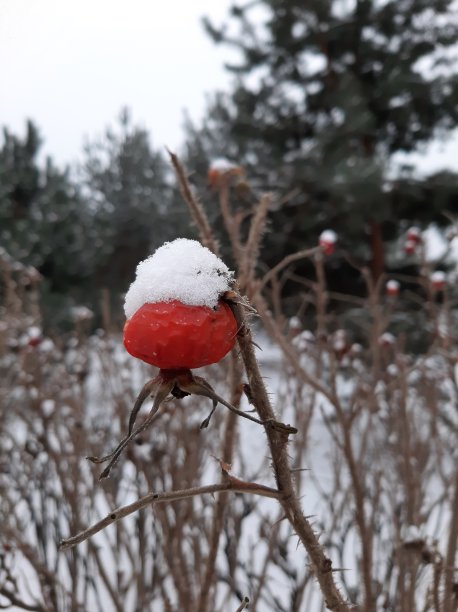 冬季有红玫瑰果图片下载