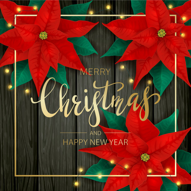 圣诞装饰用一品红和图片下载