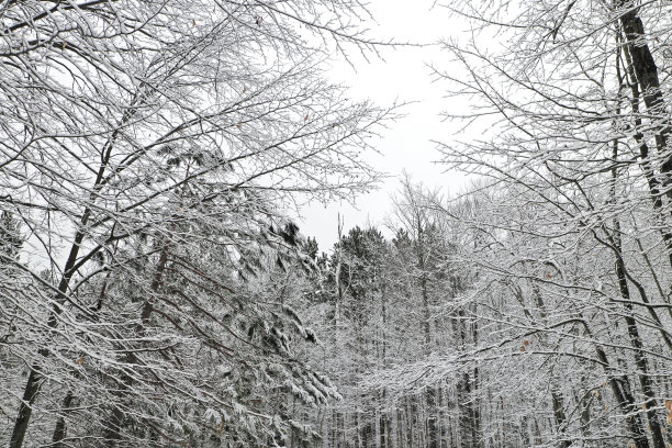 美丽的Stock雪覆盖的树图片下载