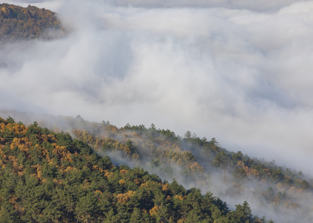 土耳其卡拉布克雾森林图片下载