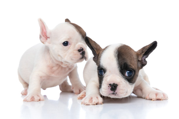 一只法国斗牛犬在他朋友耳边低声说着什么图片下载