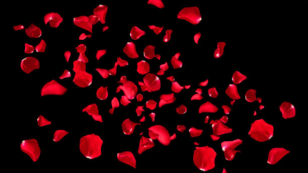 孤立的红玫瑰花瓣图片下载