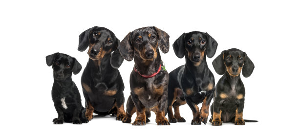 一群腊肠狗坐在一排图片下载