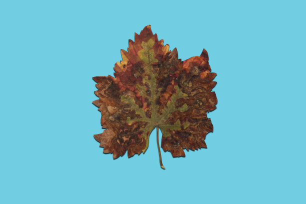秋叶孤立在蓝色的背景图片下载