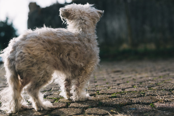 流浪狗在路上迷路了图片下载