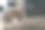 流浪狗在路上迷路了图片下载