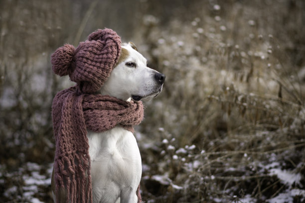 狗冬天肖像图片下载
