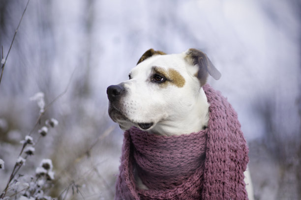 狗冬天肖像图片下载
