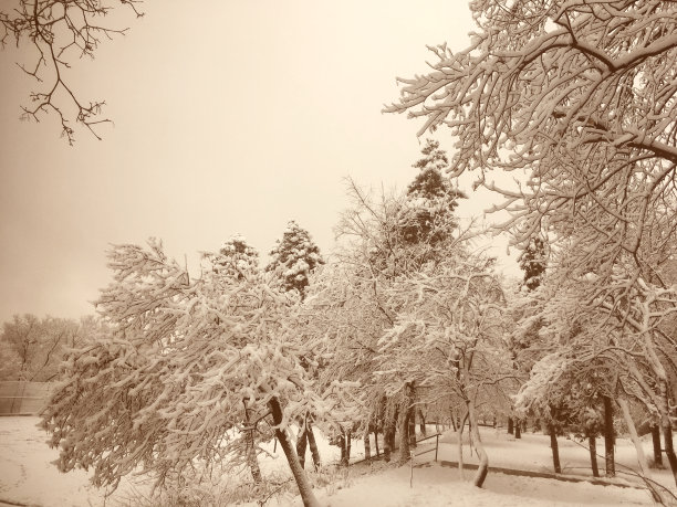 寒冷的冬天，树上有雪的照片。图片下载
