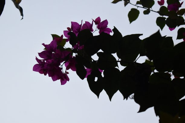 纸花与白色背景在家庭花园库存照片三角梅图片下载