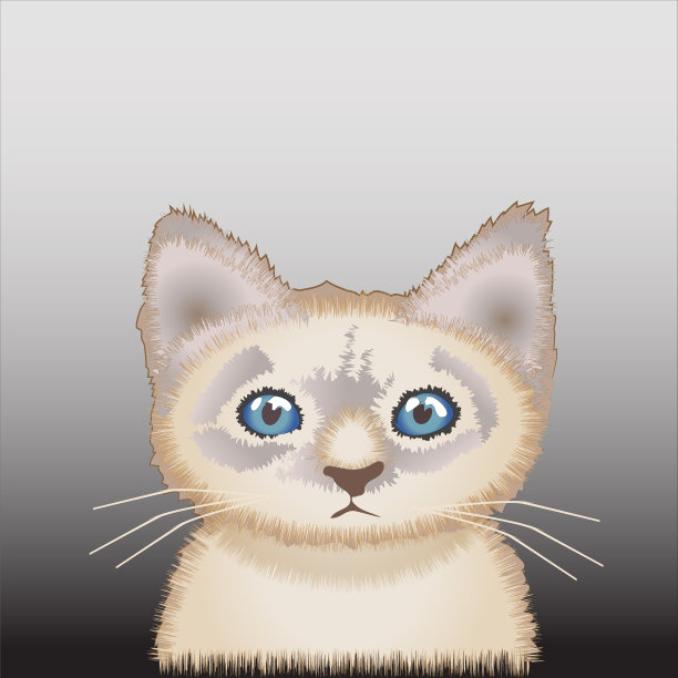 可爱又有趣的猫图片下载