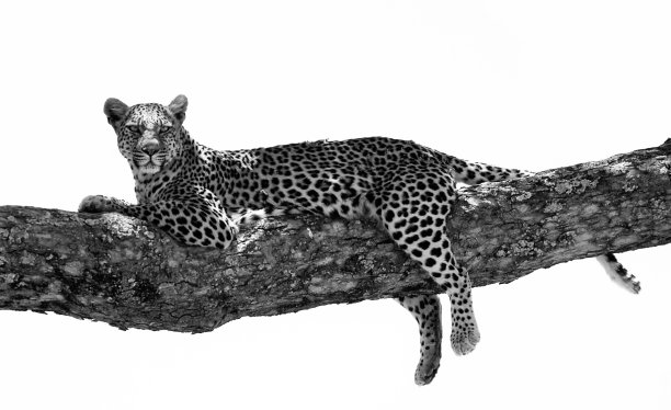 生命就图片下载