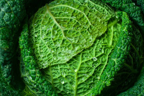 用水滴洗过的卷心菜图片下载