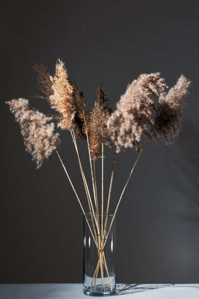 灰白色的桌子上，玻璃透明的花瓶里放着米黄色的干芦苇。现代室内设计理念。最小的风格。图片下载