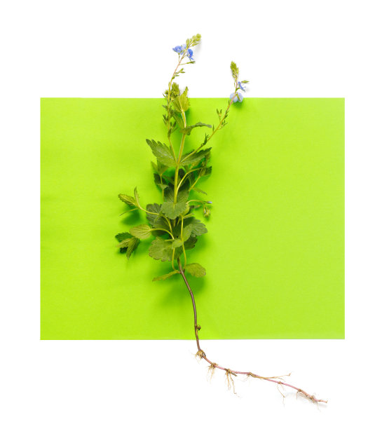 绿色背景上的婆婆纳蓝色花朵、叶子和根，创意设计图片下载