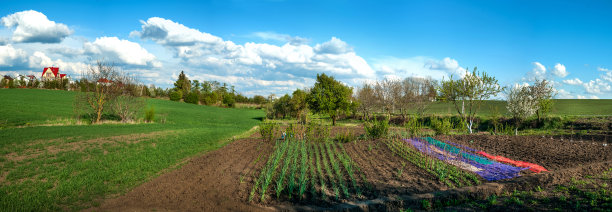 全景式的覆盖作物，以保护与彩色网在后院和花园在春天，果树图片下载