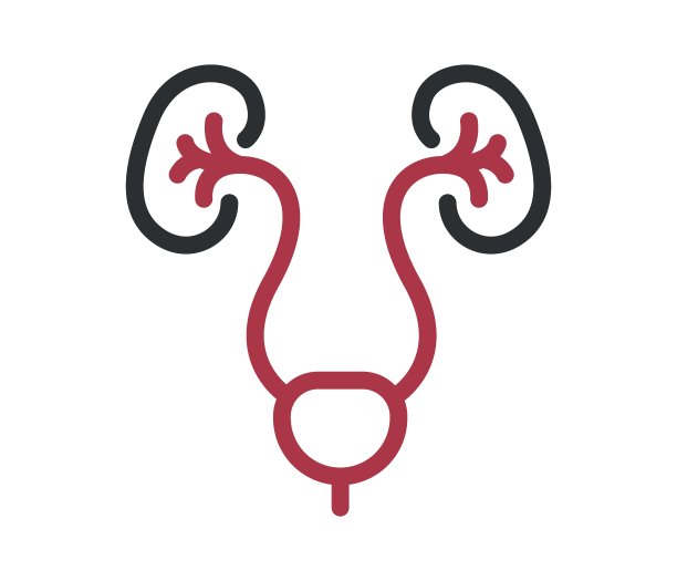 人体肾脏解剖载体。生病的肾脏图标。图片下载