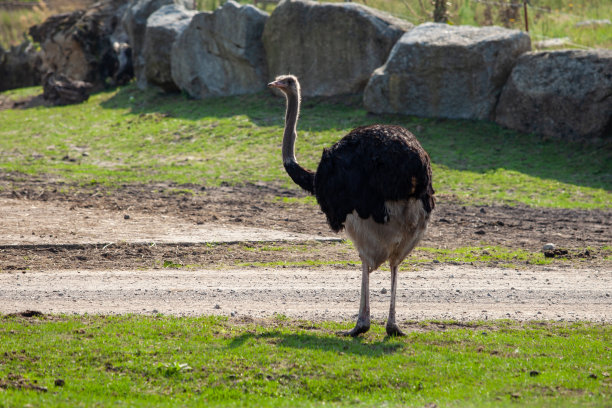 绿草背景上的灰色大鸵鸟图片下载