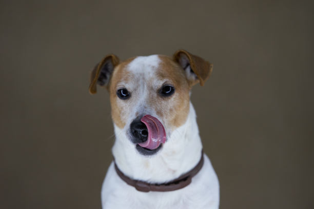 杰克罗素梗犬。杰克罗素梗的肖像图片下载