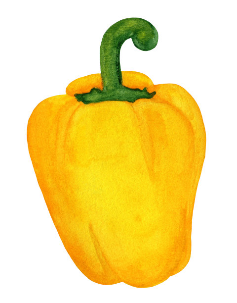 整个黄柿子椒，孤立在白色背景上。水彩新鲜蔬菜图片下载