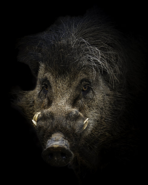 菲律宾有疣的猪图片下载