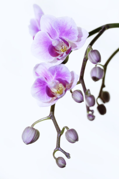 粉色兰花……粉色兰花……图片下载