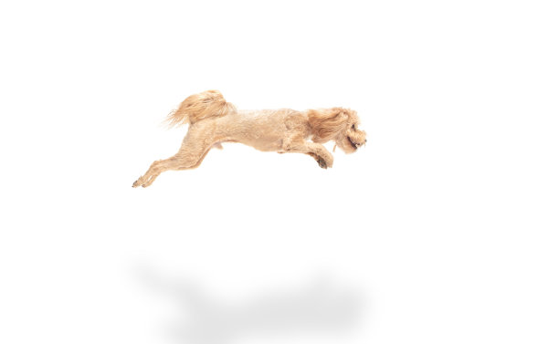 快乐的maltipoo狗跳孤立在白色的背景。图片下载