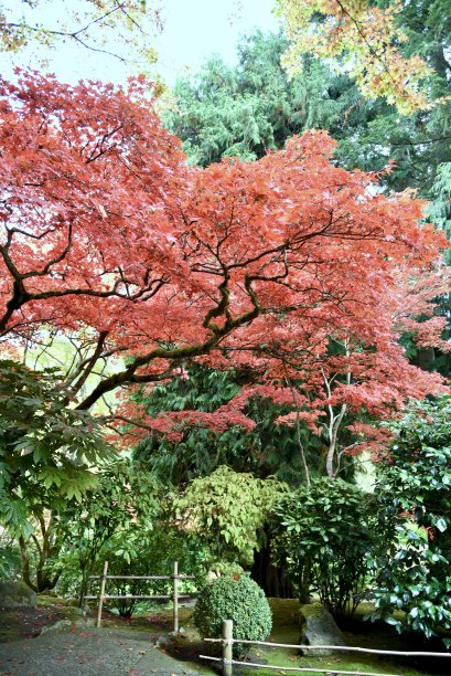 日本枫树图片下载
